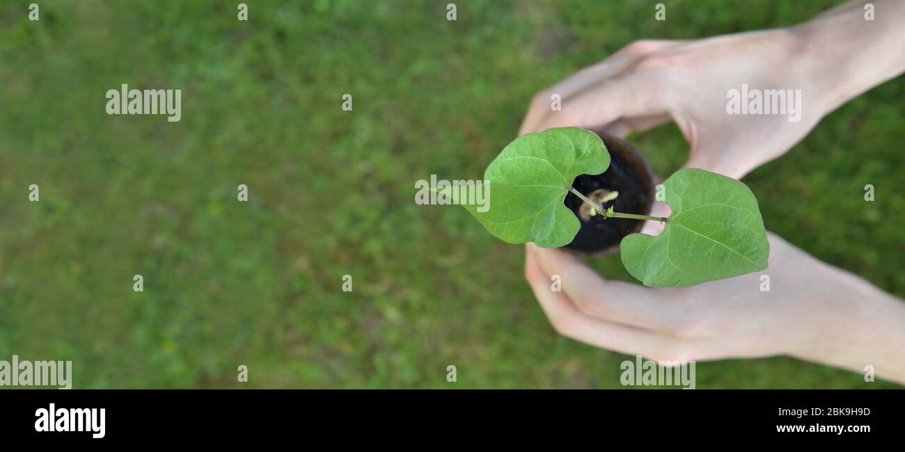 vue panoramique sur les mains o f un homme tenant des semis de haricots en culture dans un pot sur fond vert Banque D'Images