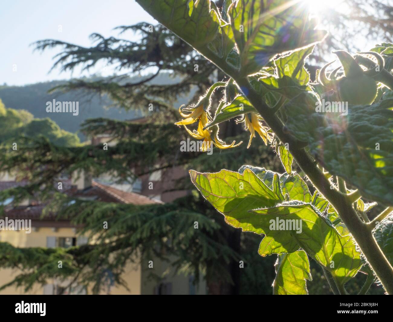 culture de légumes sur balcon de la ville appartement en pots Banque D'Images