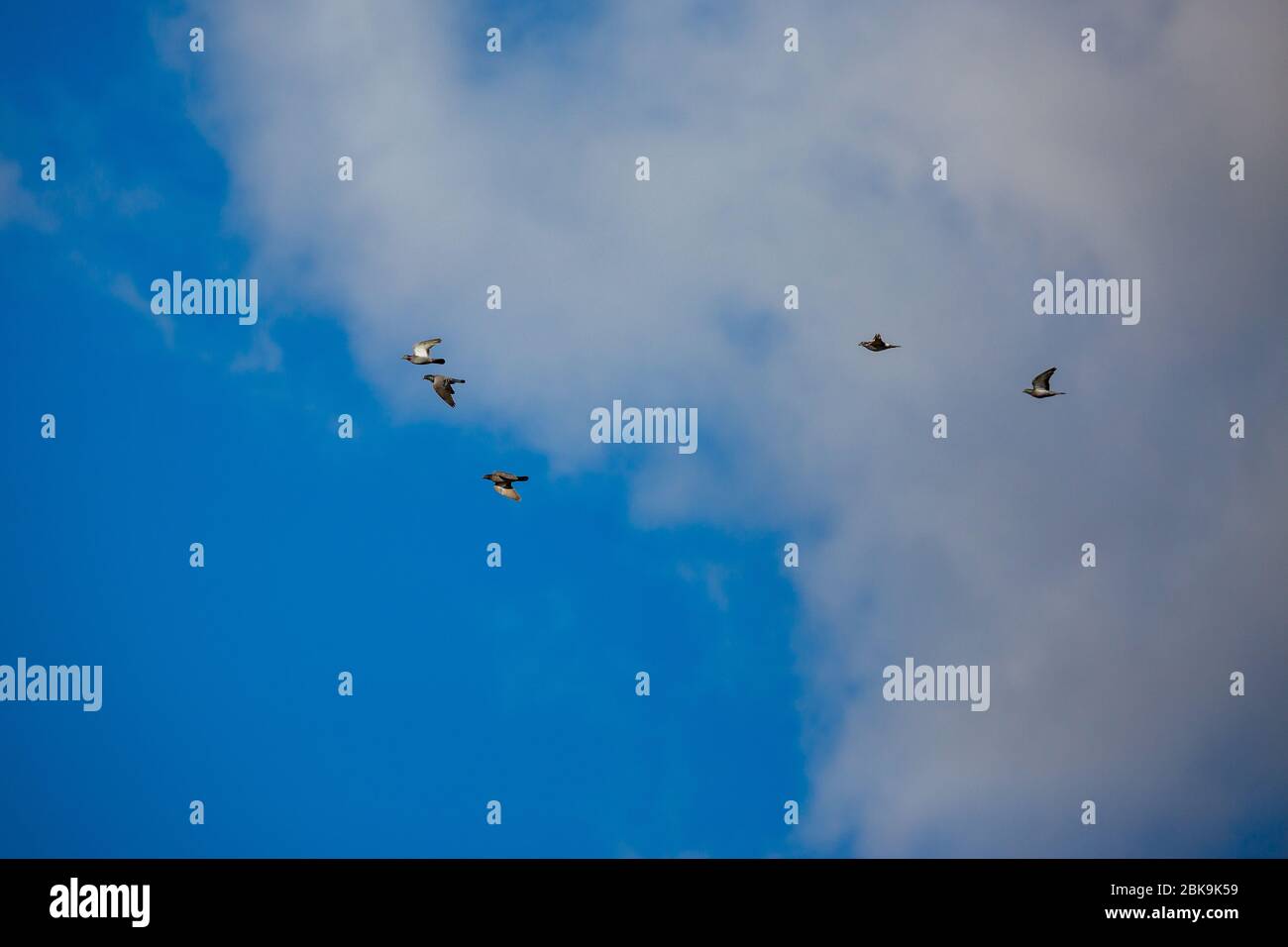 Un beau groupe de cinq pigeons volent avec de grandes ailes. Ciel bleu d'hiver nuageux au-dessus de Porto Lagos, Grèce du Nord. Moment pittoresque de la nature gelée Banque D'Images