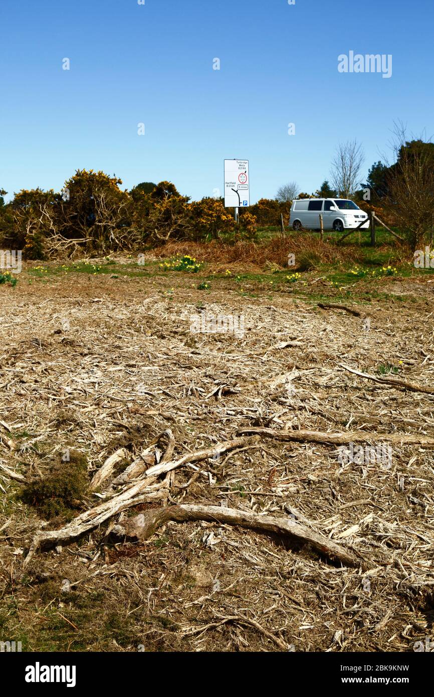 Récemment, couper des gorses, une partie de la gestion pour enlever les vieux buissons et l'arrêter envahir l'habitat des landes, Kings Standing, Ashdown Forest, East Sussex, Royaume-Uni Banque D'Images