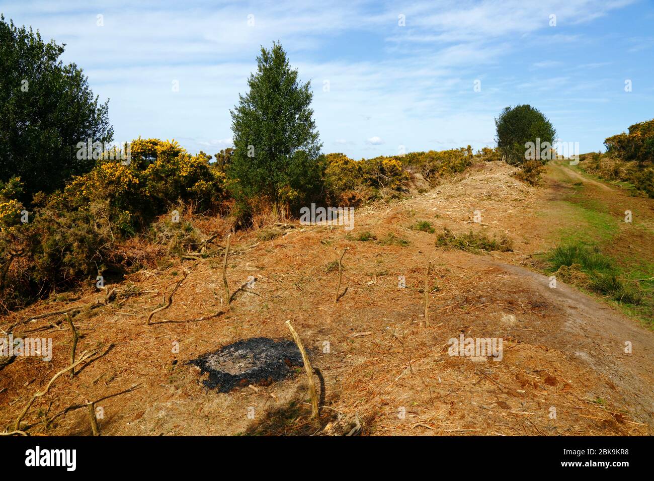 Des embers de feu et récemment couper des gorses et des bsaulen, une partie du plan de gestion pour les empêcher d'envahir l'habitat des landes, la forêt Ashdown, East Sussex, Royaume-Uni Banque D'Images