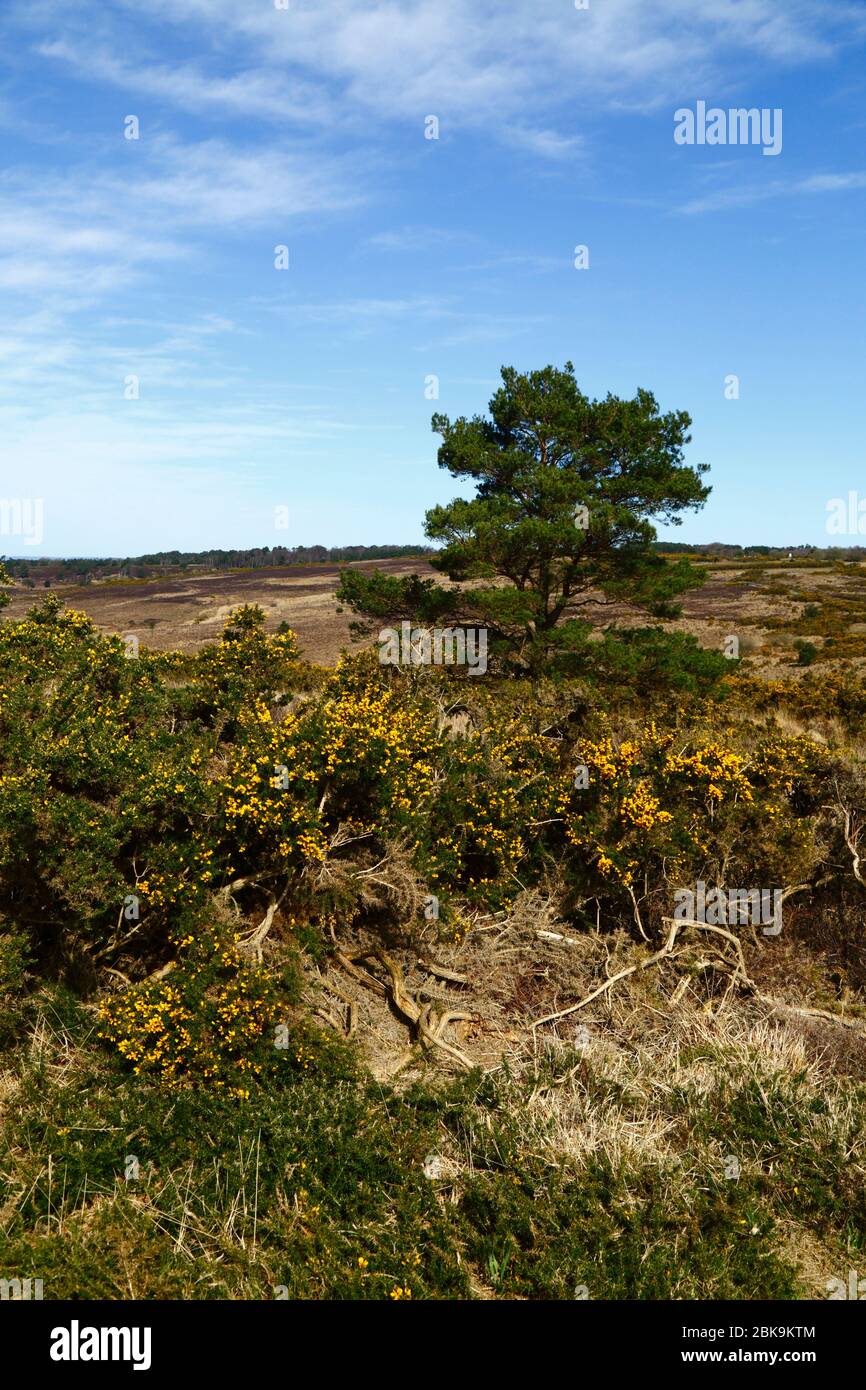 Commune gorse (Ulex europaeus), pin sylvestre (Pinus sylvestris) et vues typiques, forêt d'Ashdown, Sussex est, Angleterre Banque D'Images