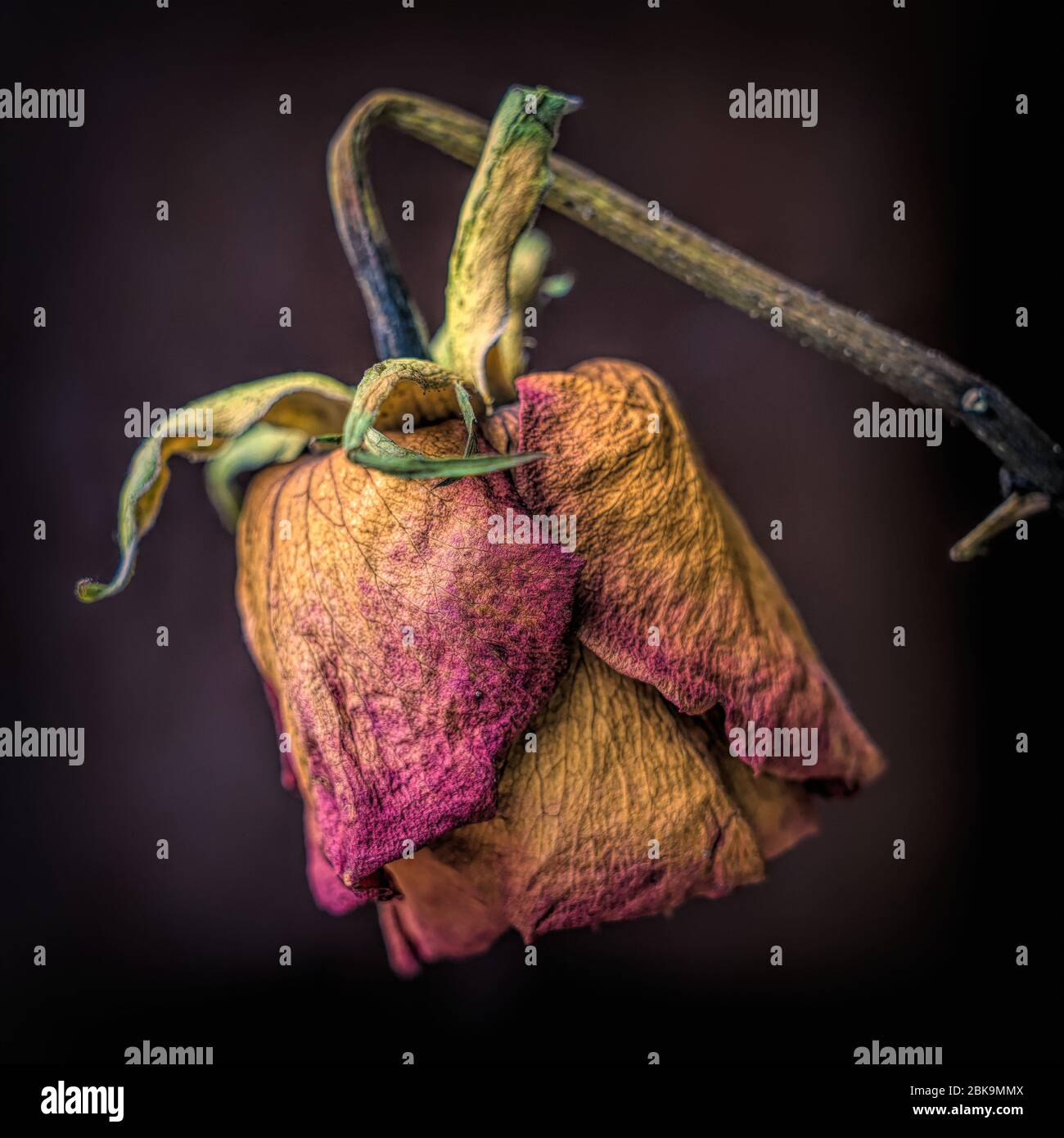 Tête de fleur séchée isolée sur un fond sombre Banque D'Images