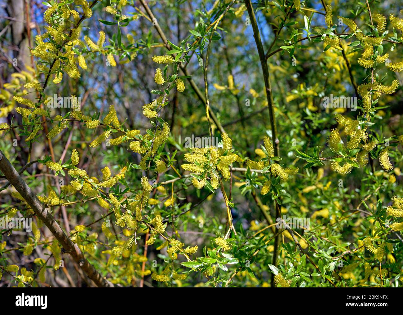 inflorescences jaunes d'un saule au soleil au printemps Banque D'Images