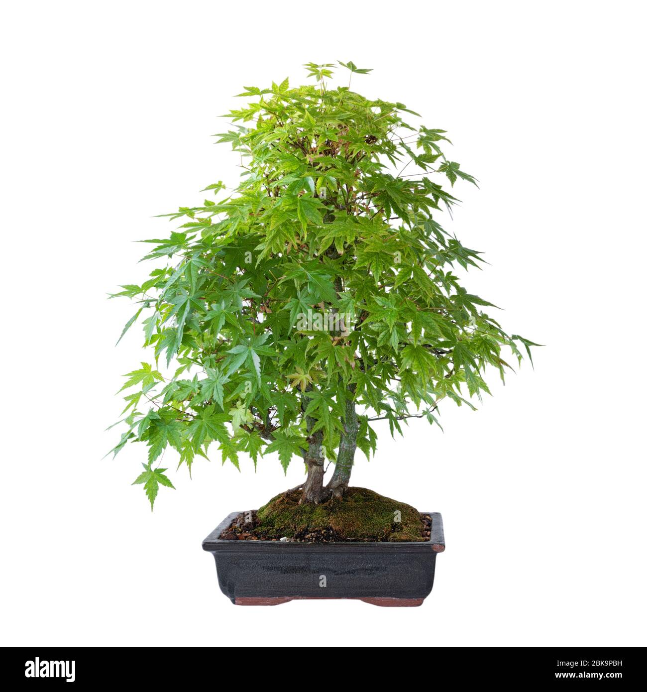 Magnifique bonsai d'érable japonais dans des couleurs printanières, isolé sur fond blanc ( Acer palmatum ) Banque D'Images