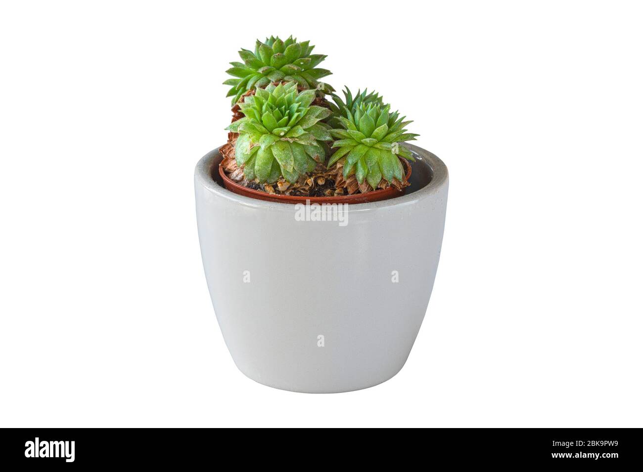 Haworthia dans un petit pot en céramique pour les succuents, isolement sur fond blanc Banque D'Images