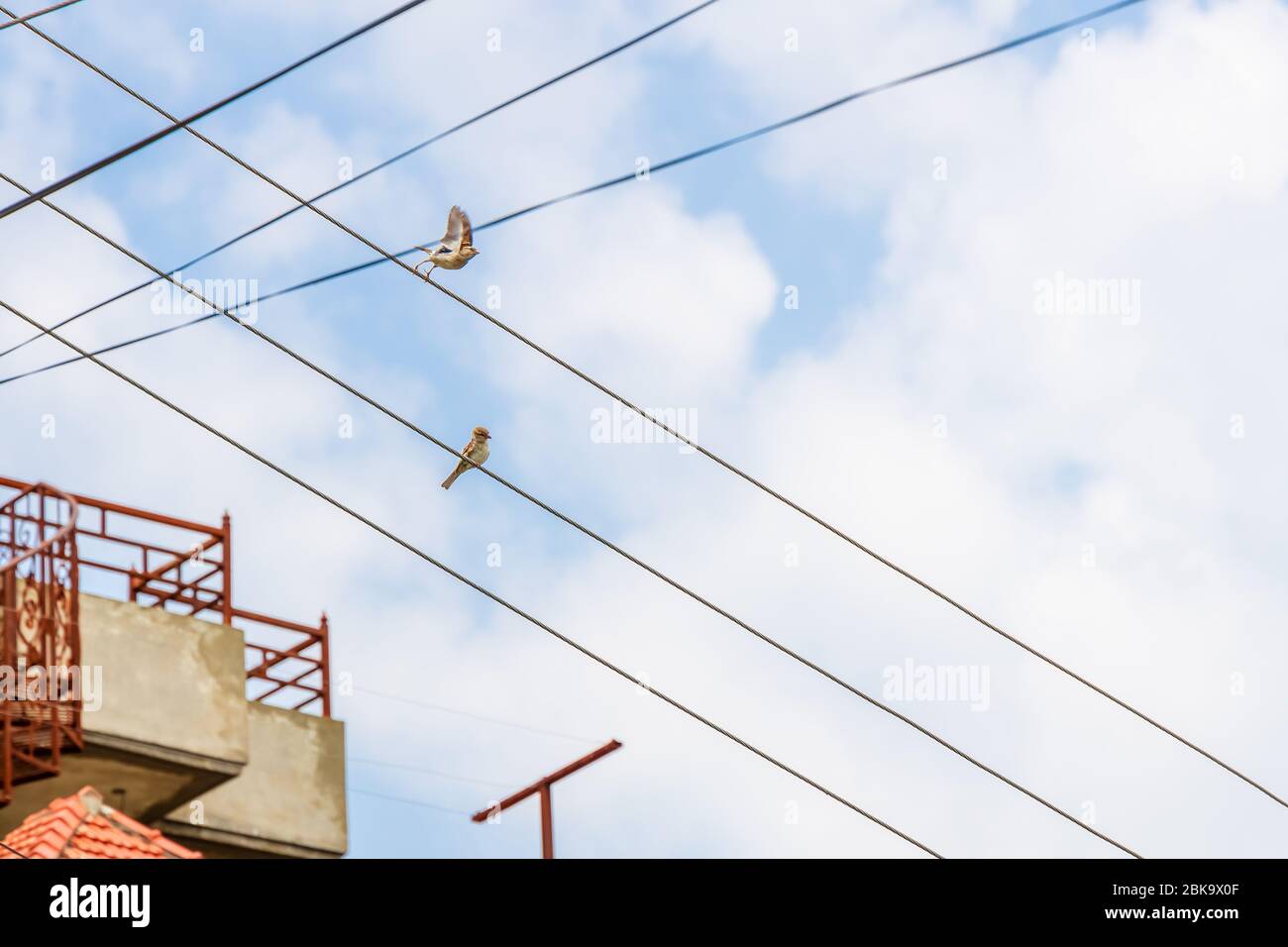 L'oiseau commun de Sparrow prend un saut du fil de pylône électrique Banque D'Images