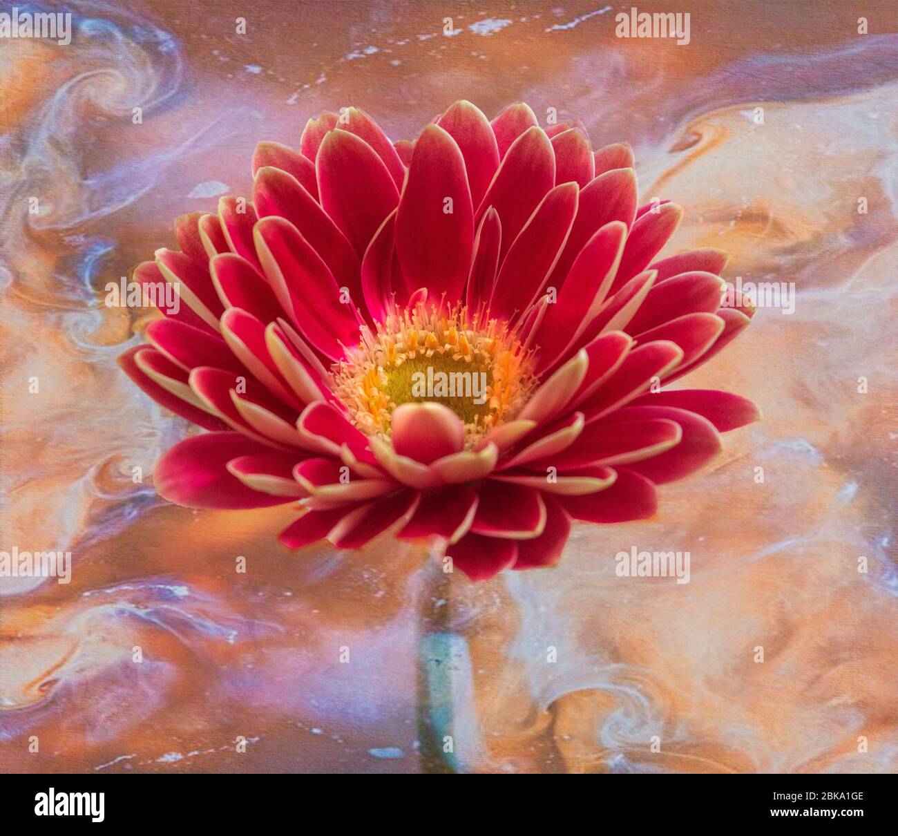 Une seule fleur de Gerbera, qui est Marguerite comme en pleine floraison montrant sa beauté colorée. Une fleur de jardin populaire largement utilisée dans l'organisation des fleurs Banque D'Images