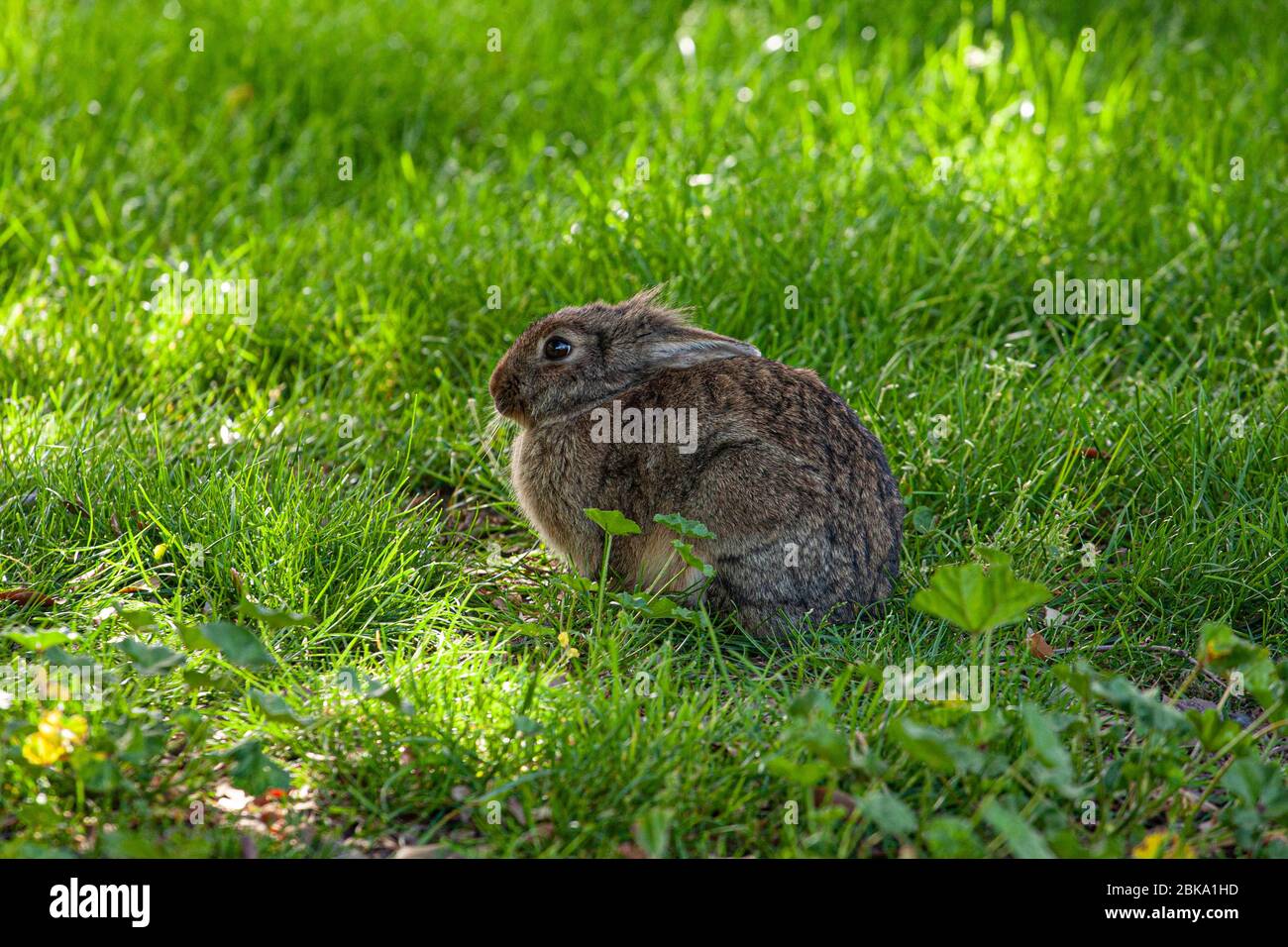 Roma, Italie. 02 mai 2020. Rome, urgence du coronavirus. Le parc régional de Caffarella, complètement déserté en raison du DPCM 04/03/2020. Crédit: SPP Sport Press photo. /Alay Live News Banque D'Images