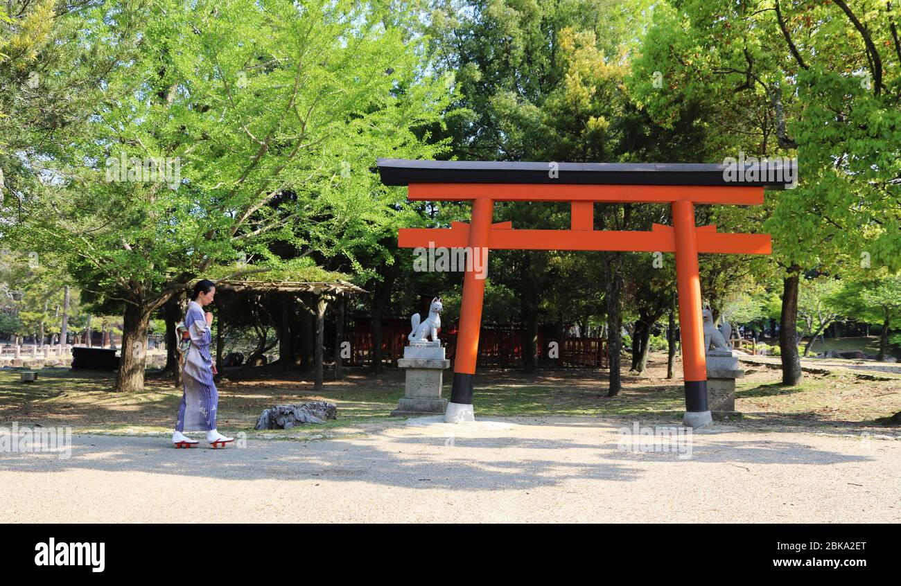 Femme japonaise dans un kimono allant au sanctuaire shinto avec une porte rouge de torii Banque D'Images