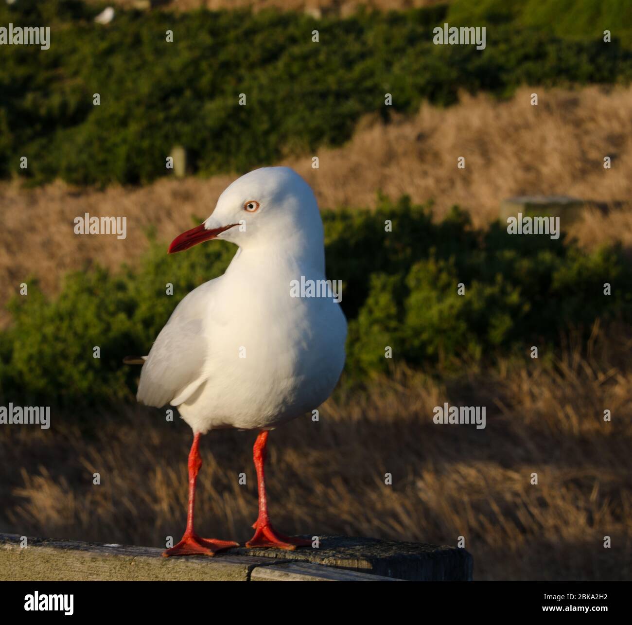 Gros plan sur les oiseaux australiens Banque D'Images