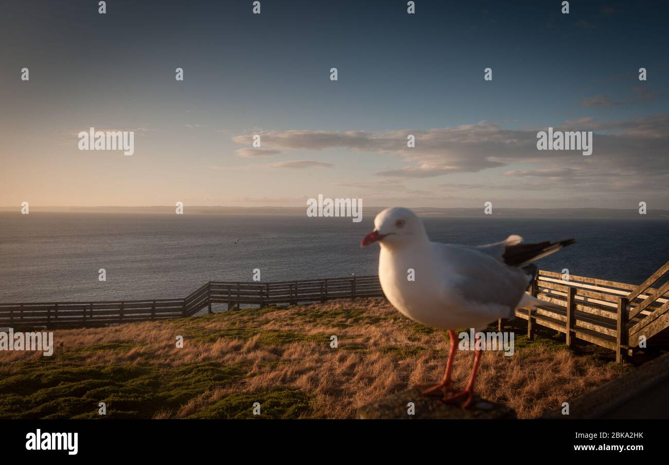 Gros plan sur les oiseaux australiens Banque D'Images