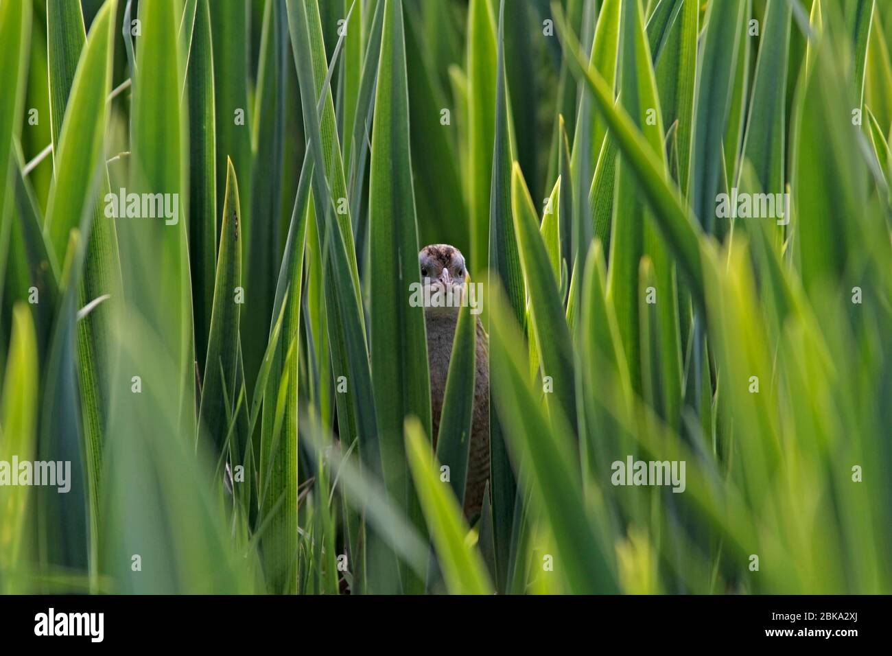 CORNCRAKE (Crex crex) se délasser d'un lit d'iris, Inner Hebrides, Écosse, Royaume-Uni. Banque D'Images