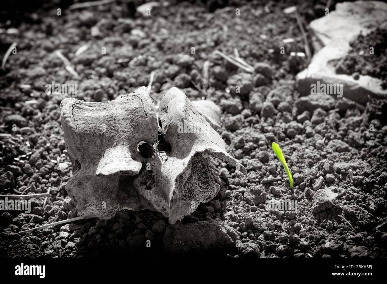 Nouvelle vie - la nature renaît. L'environnement naturel englobe toutes les choses vivantes et non vivantes qui se produisent naturellement, ce qui signifie que dans ce cas, elles ne sont pas artificielles. Banque D'Images