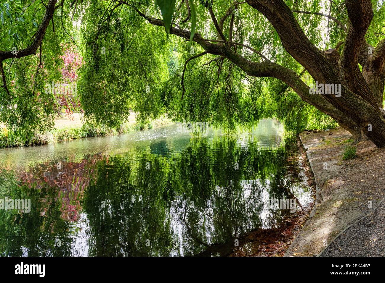 La rivière Avon traversant Hagley Park à Christchurch en Nouvelle-Zélande. Le saule sur la photo est le plus ancien du parc depuis plus de 100 ans Banque D'Images