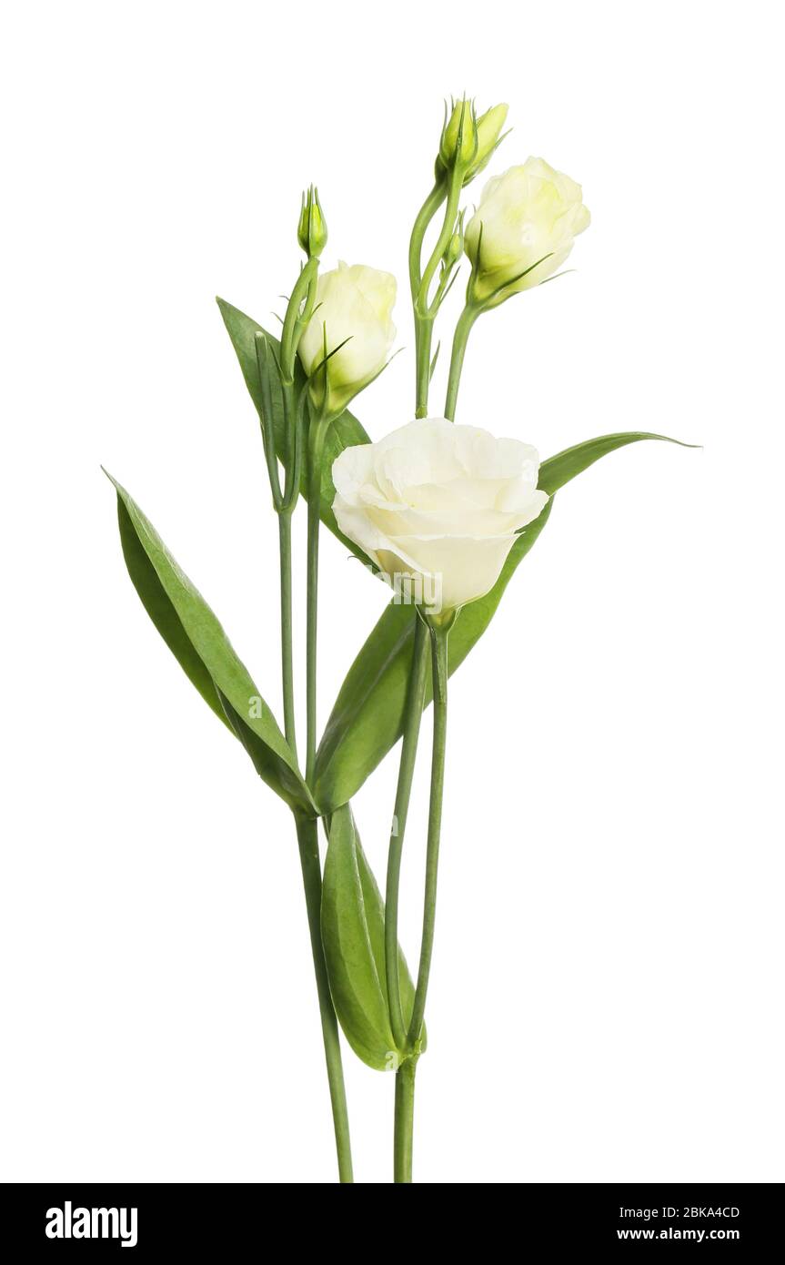 White lisianthus flowers Banque de photographies et d'images à haute  résolution - Alamy