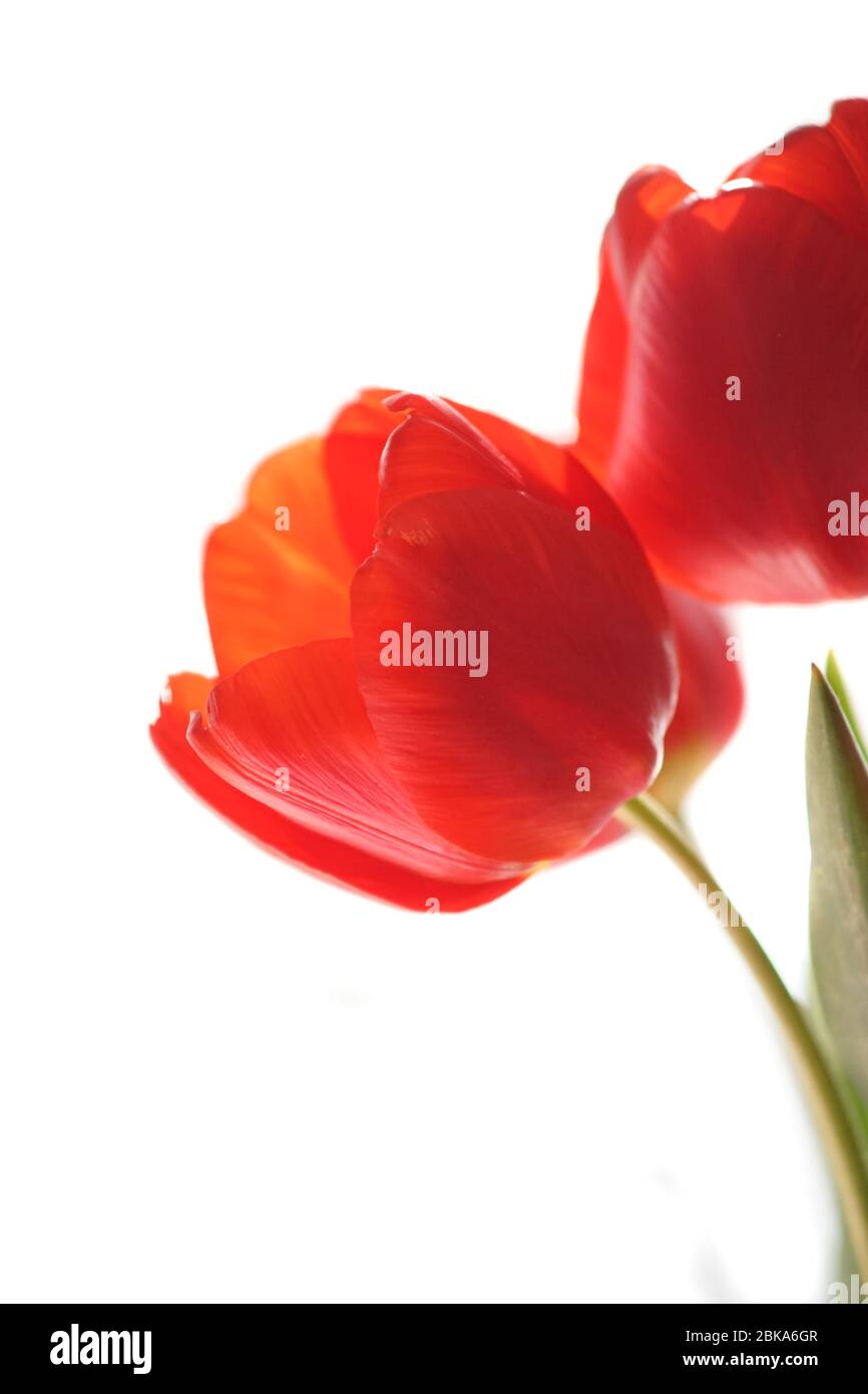 Tulipes rouges sur fond blanc. Banque D'Images
