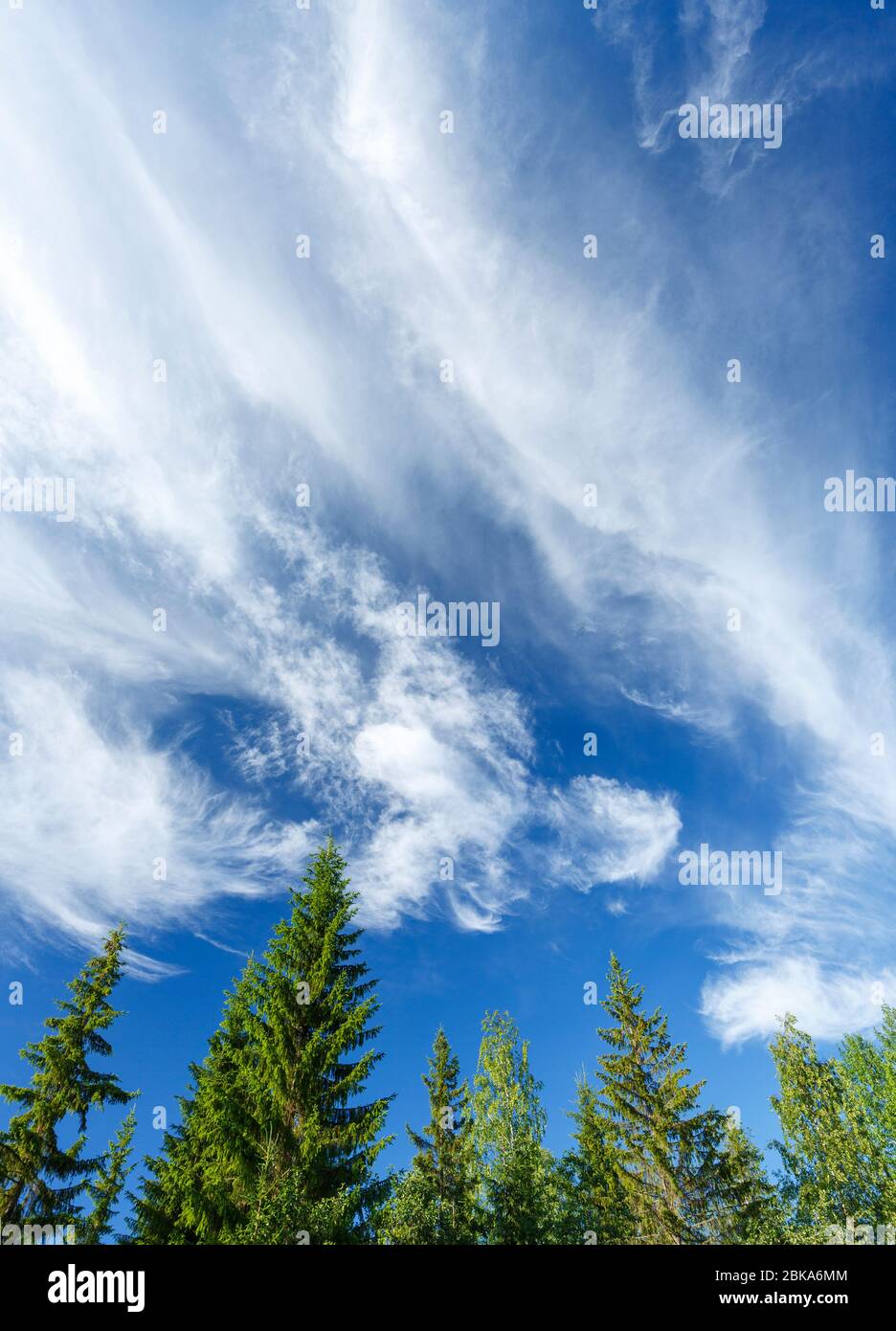 Nuages blancs sur le ciel bleu et les cimes , Finlande Banque D'Images