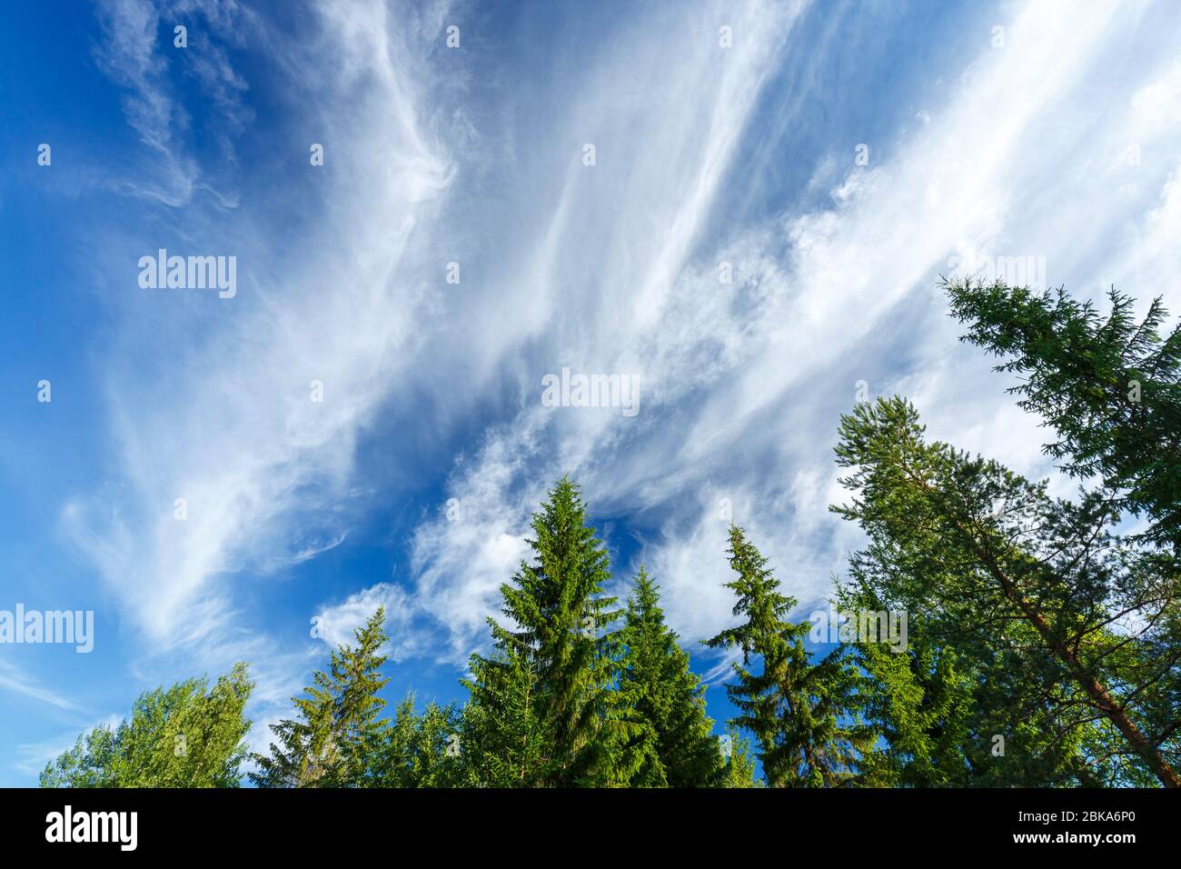 Nuages blancs sur le ciel bleu et les cimes , Finlande Banque D'Images