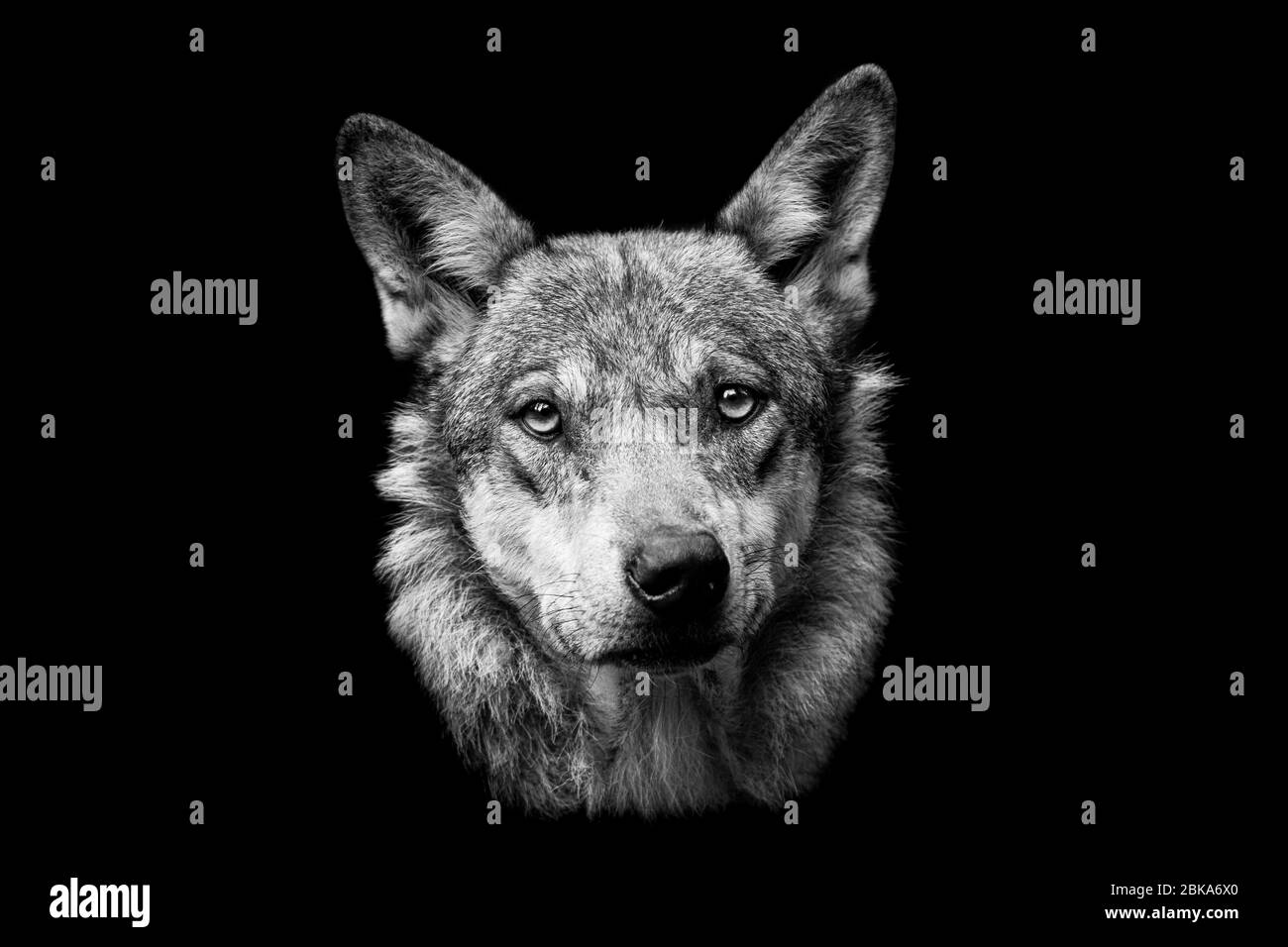 Loup gris avec fond noir Banque D'Images