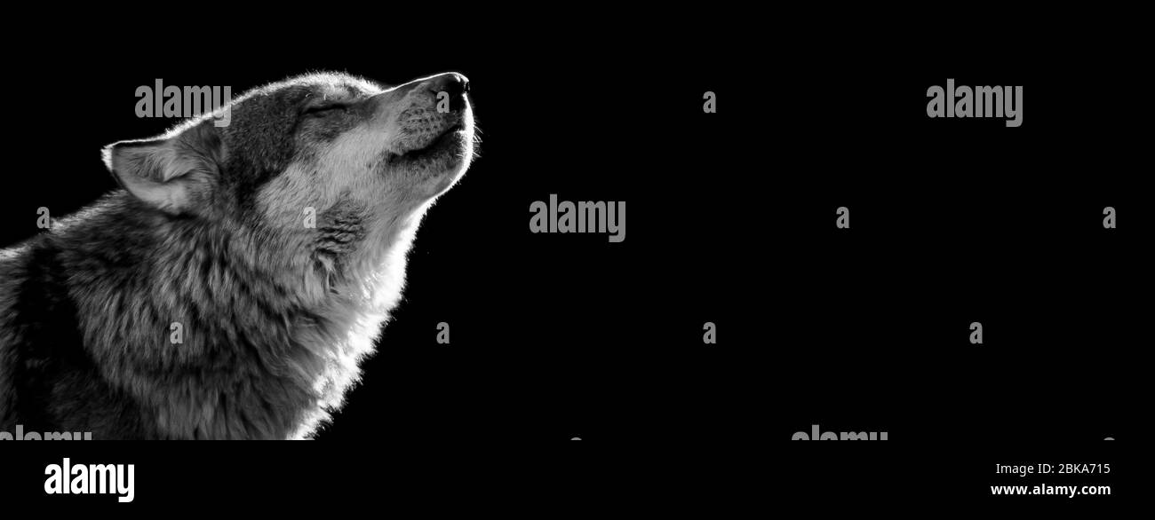 Loup gris avec fond noir Banque D'Images