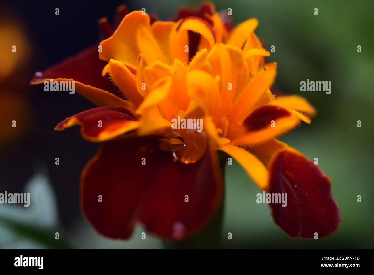 Rosée du matin sur la fleur de Tagetes Marigold Banque D'Images