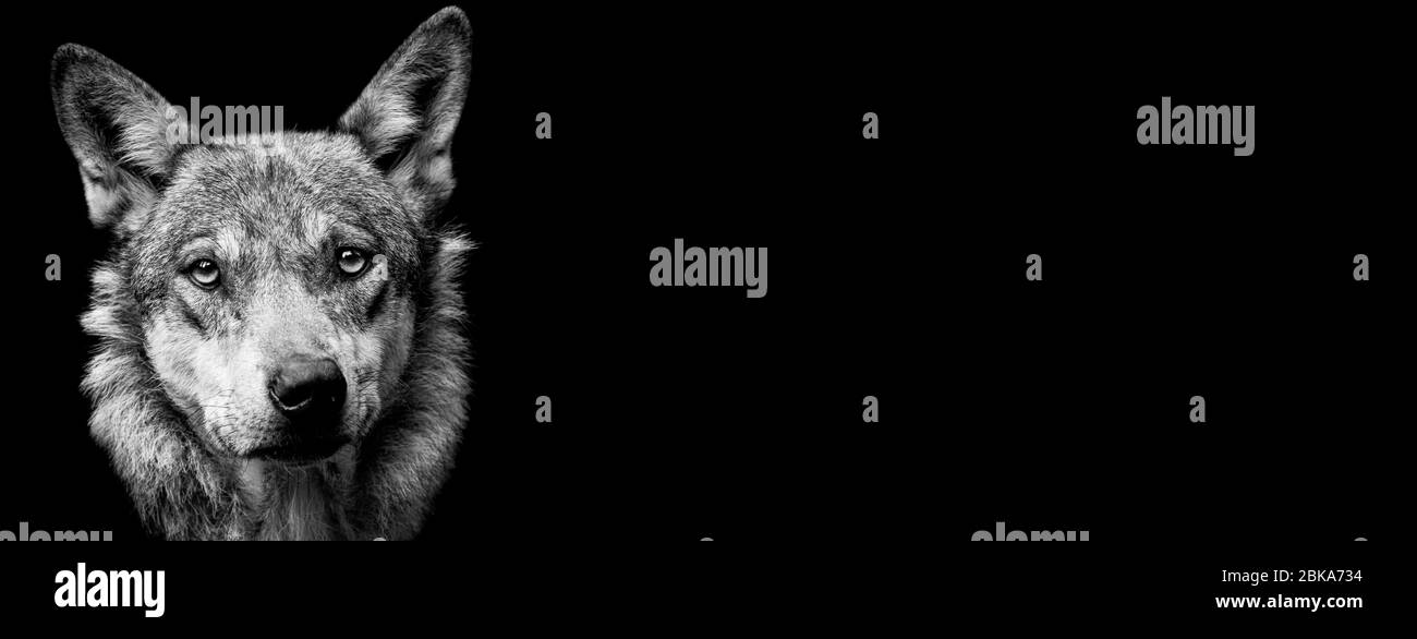 Loup gris avec fond noir Banque D'Images