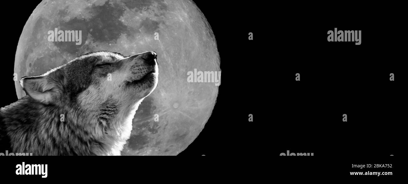 Loup avec une lune en arrière-plan Banque D'Images