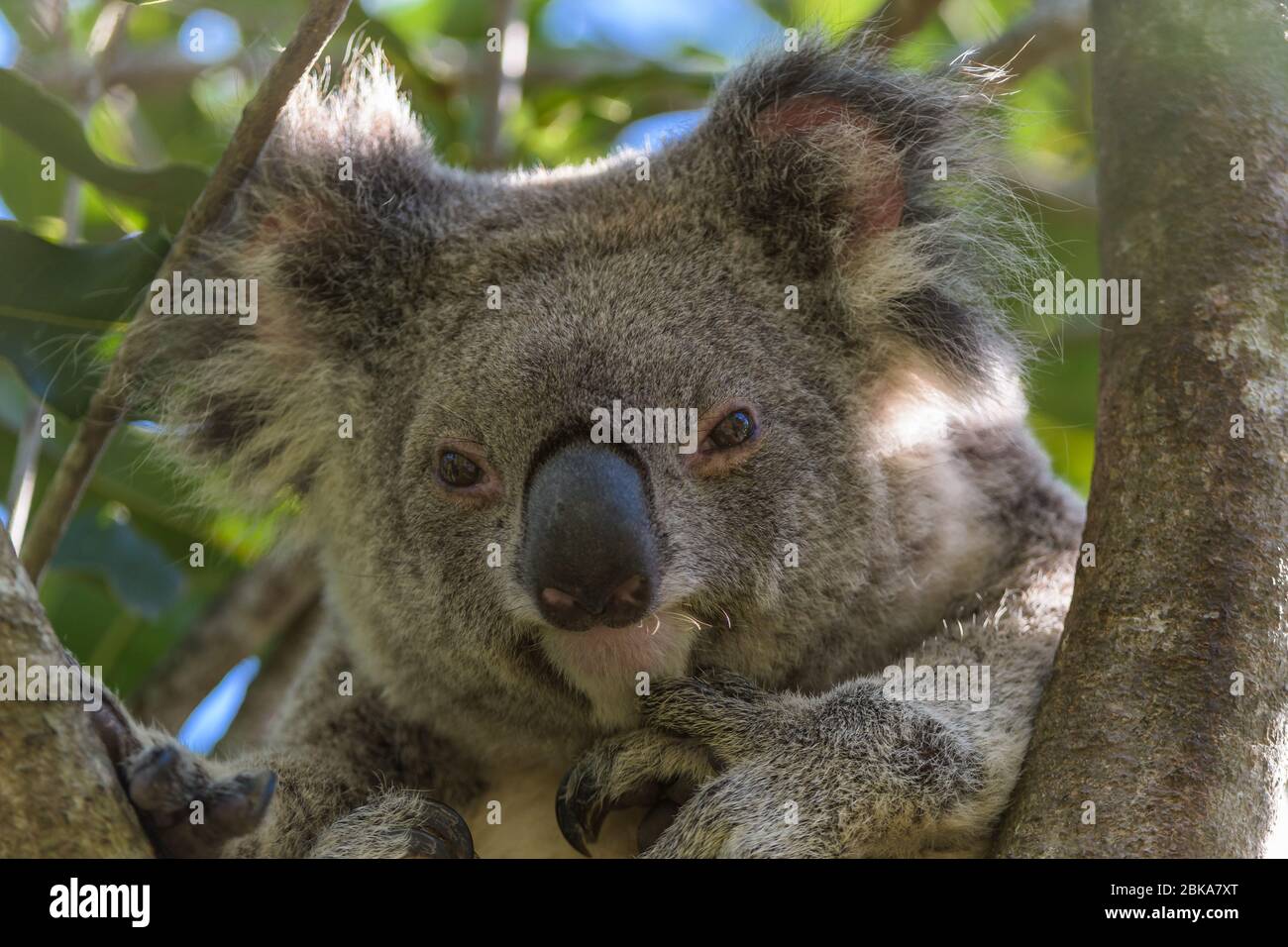 Un koala adulte coud paisiblement dans la fourche d'un eucalyptus dans le Queensland, en Australie Banque D'Images