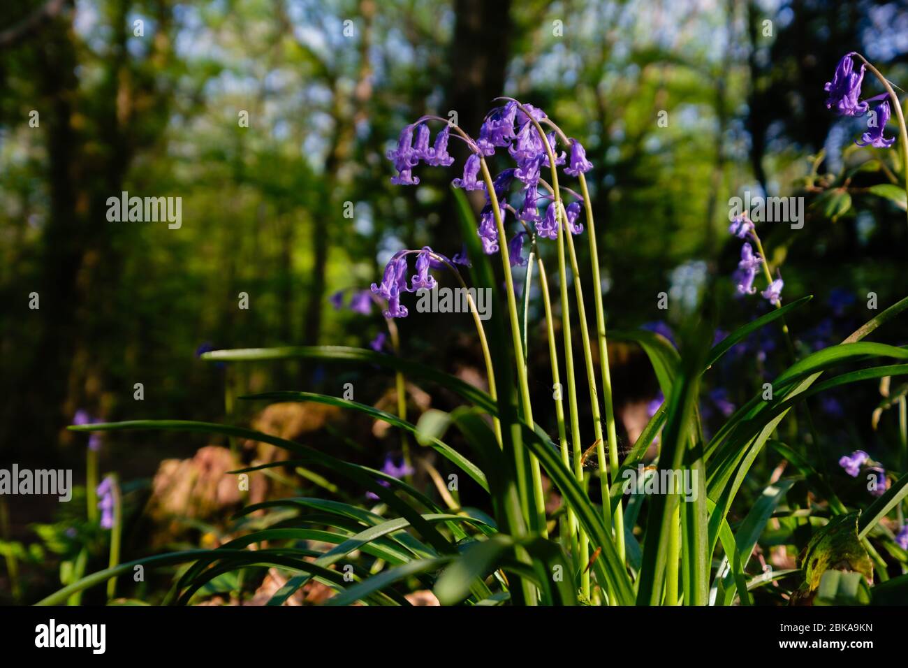 Bluebells poussant à Leigh Woods, Bristol Banque D'Images