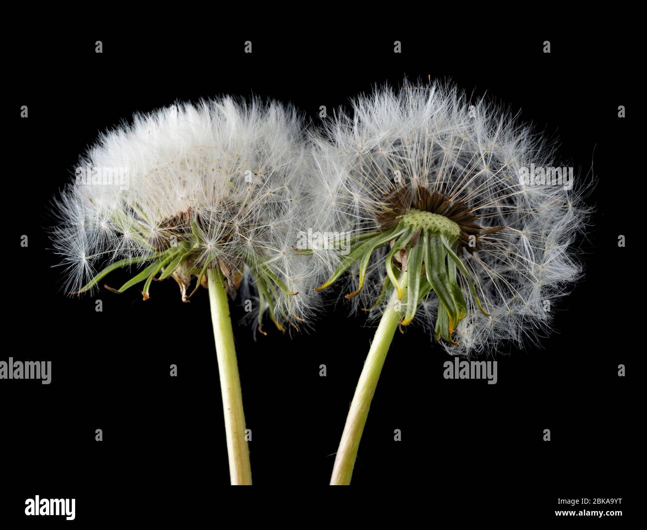 Têtes de semis rétro-éclairées en « horloge » de pissenlit, Taraxacum officinalis, une herbe de jardin britannique et une fleur sauvage sur fond noir Banque D'Images