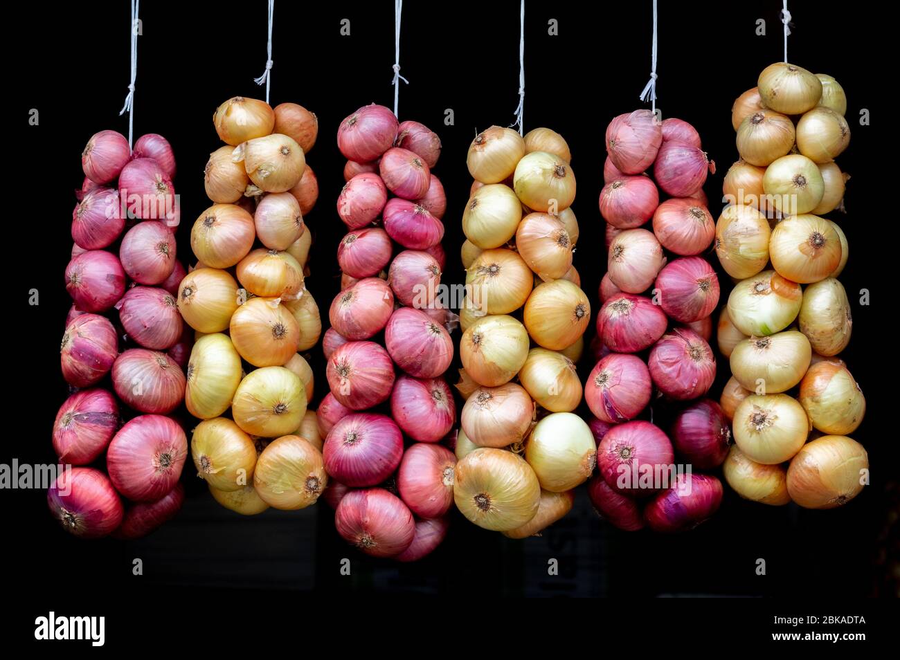 Oignons estoniens sur Sibulatee (route des oignons) près du lac Peipsi - superbes oignons roses et jaunes tressés, séchage, fond neutre Banque D'Images