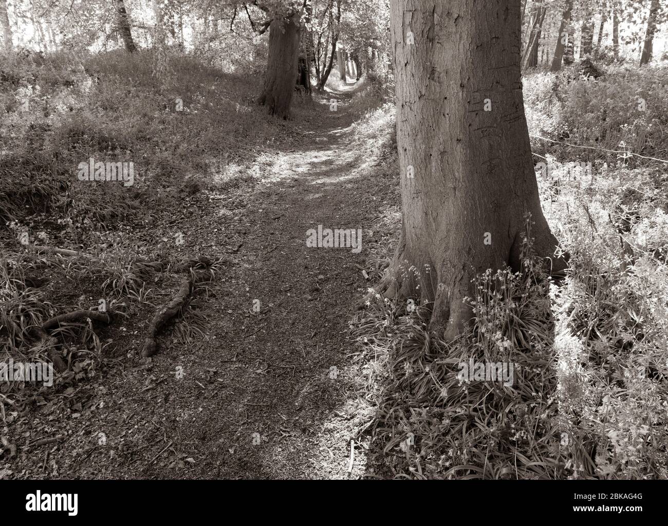 Paysage noir et blanc de Bluebell Woods à Grims Ditch, le Ridgeway National Trail, Oxfordshire, Angleterre, Royaume-Uni, GB. Banque D'Images