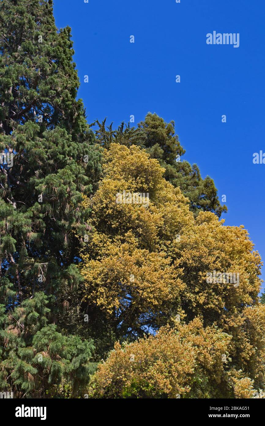 Les jardins botaniques de Christchurch incluent de magnifiques paysages allant des jardins de roses aux arbres abîmés et aux bancs d'arbustes Banque D'Images