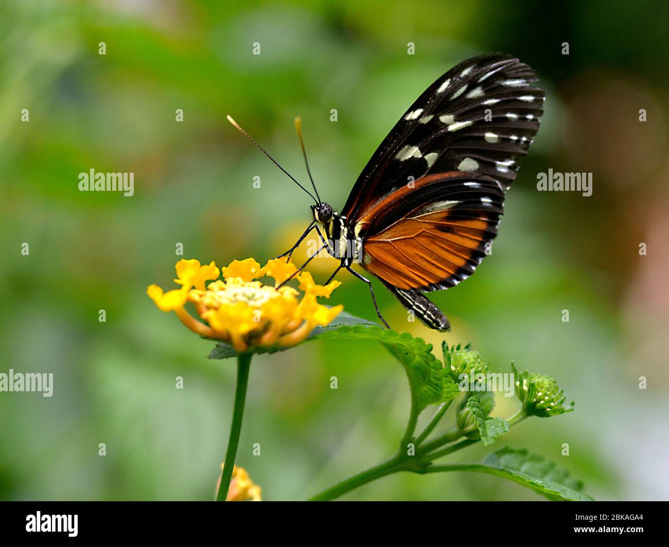 Papillon de long tigre (Heliconius hecale) se nourrissant sur fleur jaune et vu du profil Banque D'Images