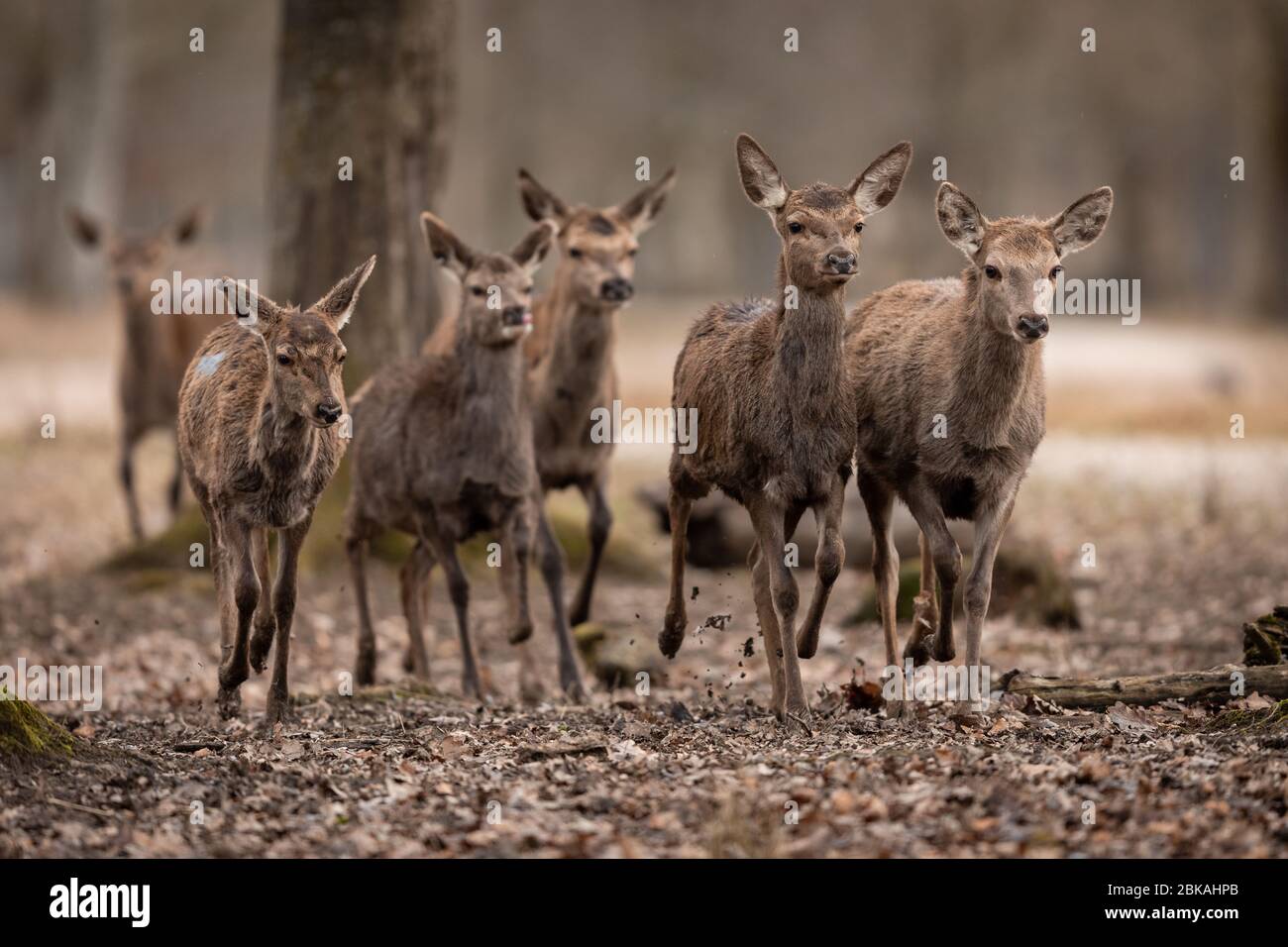 Un groupe de doe en cours dans la forêt Banque D'Images