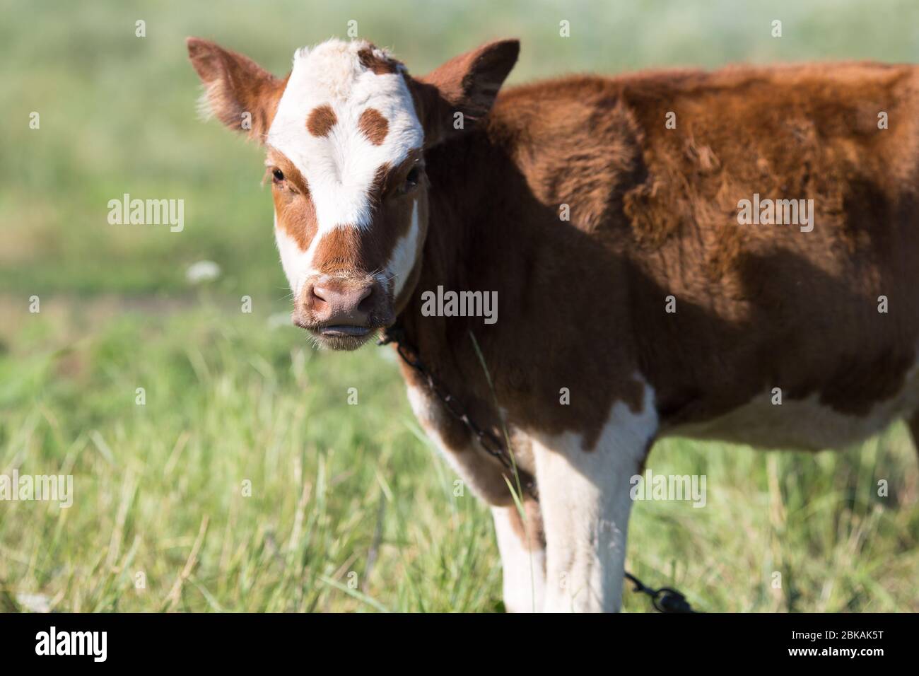 vache de village brun litte, vache dans la nature Banque D'Images