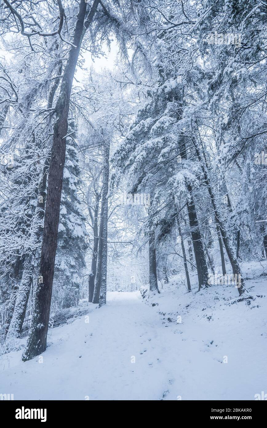 Un conte hiverne. Une promenade et une montée par jour enneigé. Banque D'Images