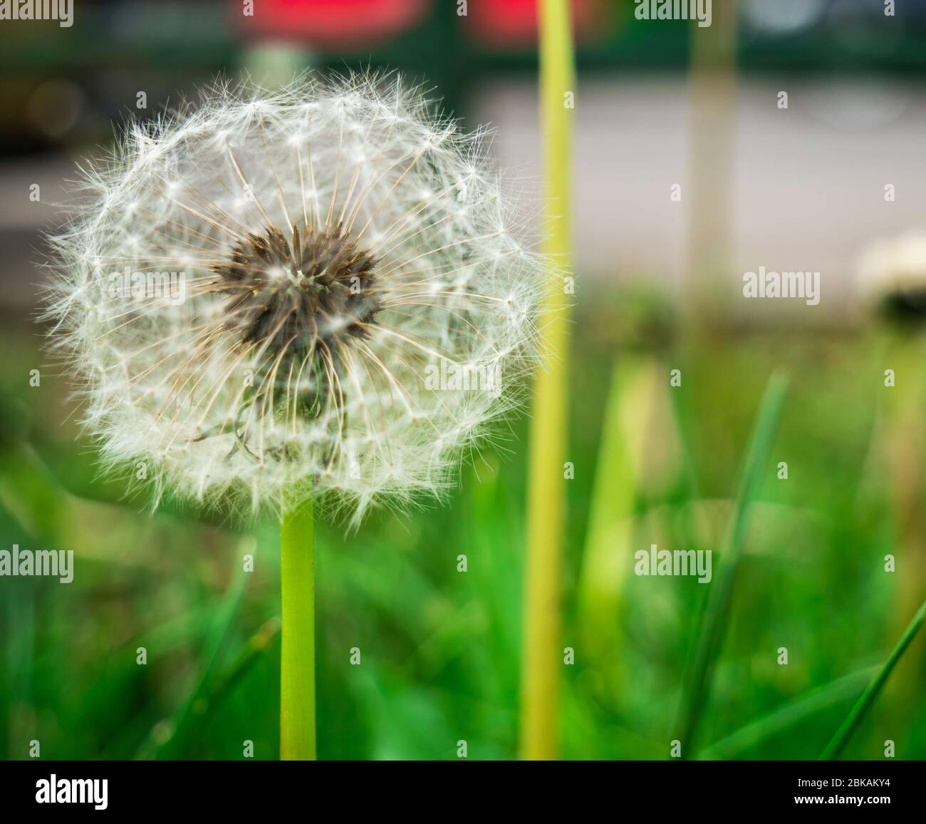 Magnifique pissenlit sur fond vert. Gros plan avec une fleur de pissenlit. Banque D'Images