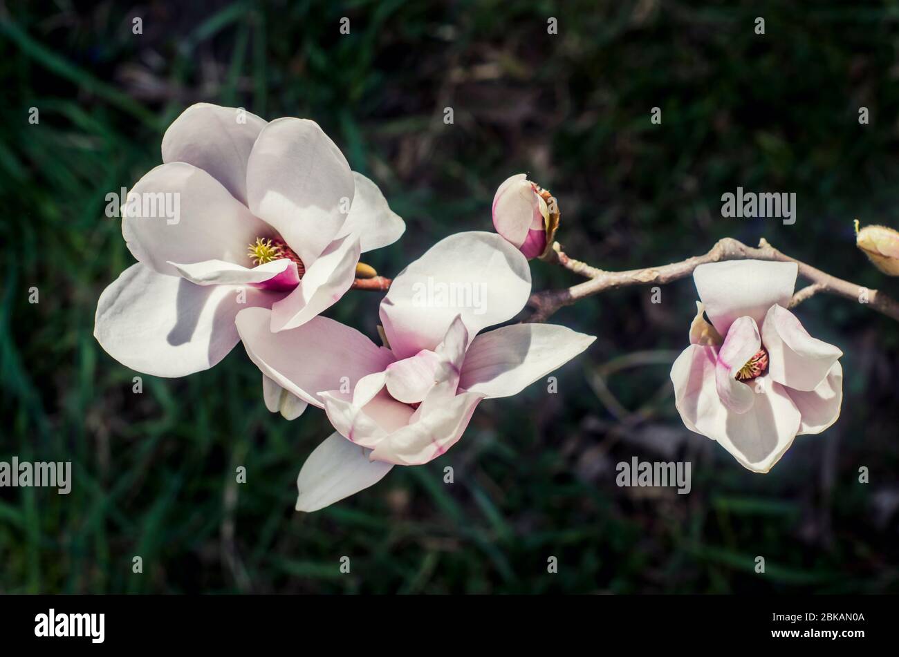 Belles fleurs de magnolia rose-blanc vives sur une branche d'un arbre fleuri. Floraison printanière. Banque D'Images