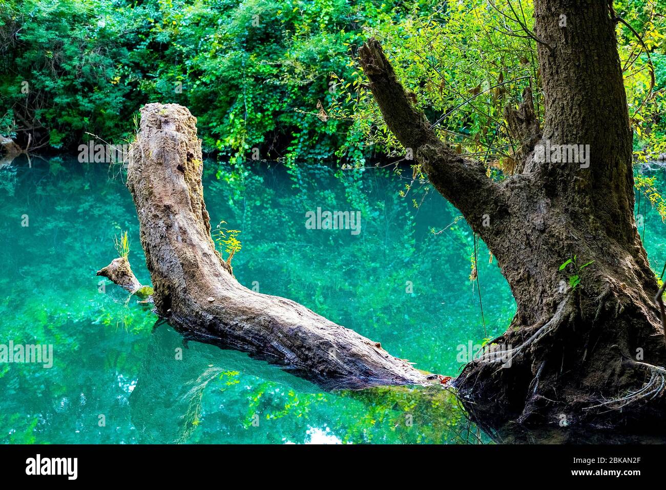 Beau paysage. Arbre allongé sur la surface de l'eau dans laquelle l'environnement se reflète. Banque D'Images