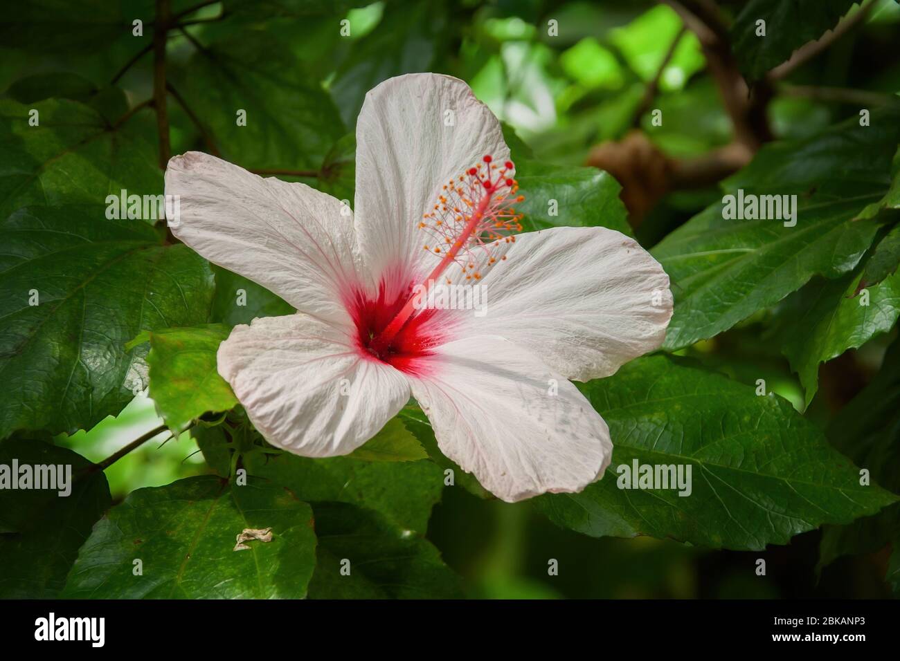 Hibiscus rosa-sinensis ou hibiscus chinois ou la Chine rose la fleur tropicale en fleurs, famille: Malvaceae Banque D'Images