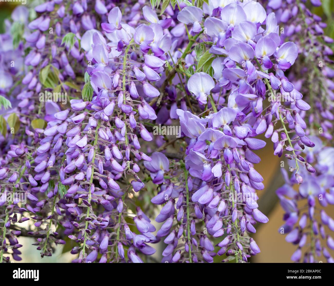 Belles fleurs de glycine mauve au printemps en fleurs jardin Banque D'Images
