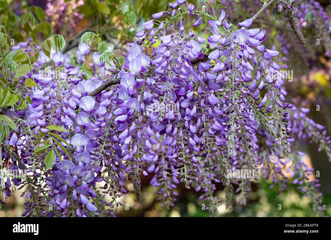 Belles fleurs de glycine mauve au printemps en fleurs jardin Banque D'Images