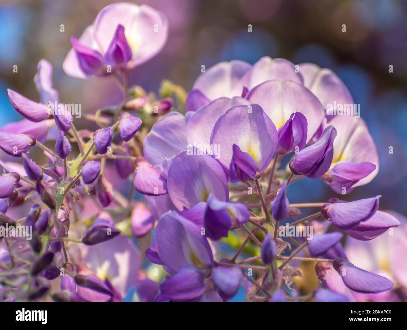 Belles fleurs de glycine mauve au printemps en fleurs jardin Banque D'Images