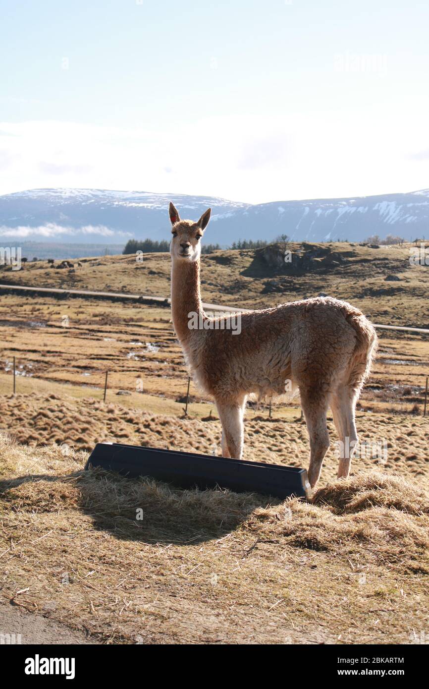 Vicuna ou vicuñas à la réserve d'animaux des Highlands avec une vue des Cairngorms en arrière-plan, Cairngorms, Scottish Highlands, Écosse, Royaume-Uni Banque D'Images