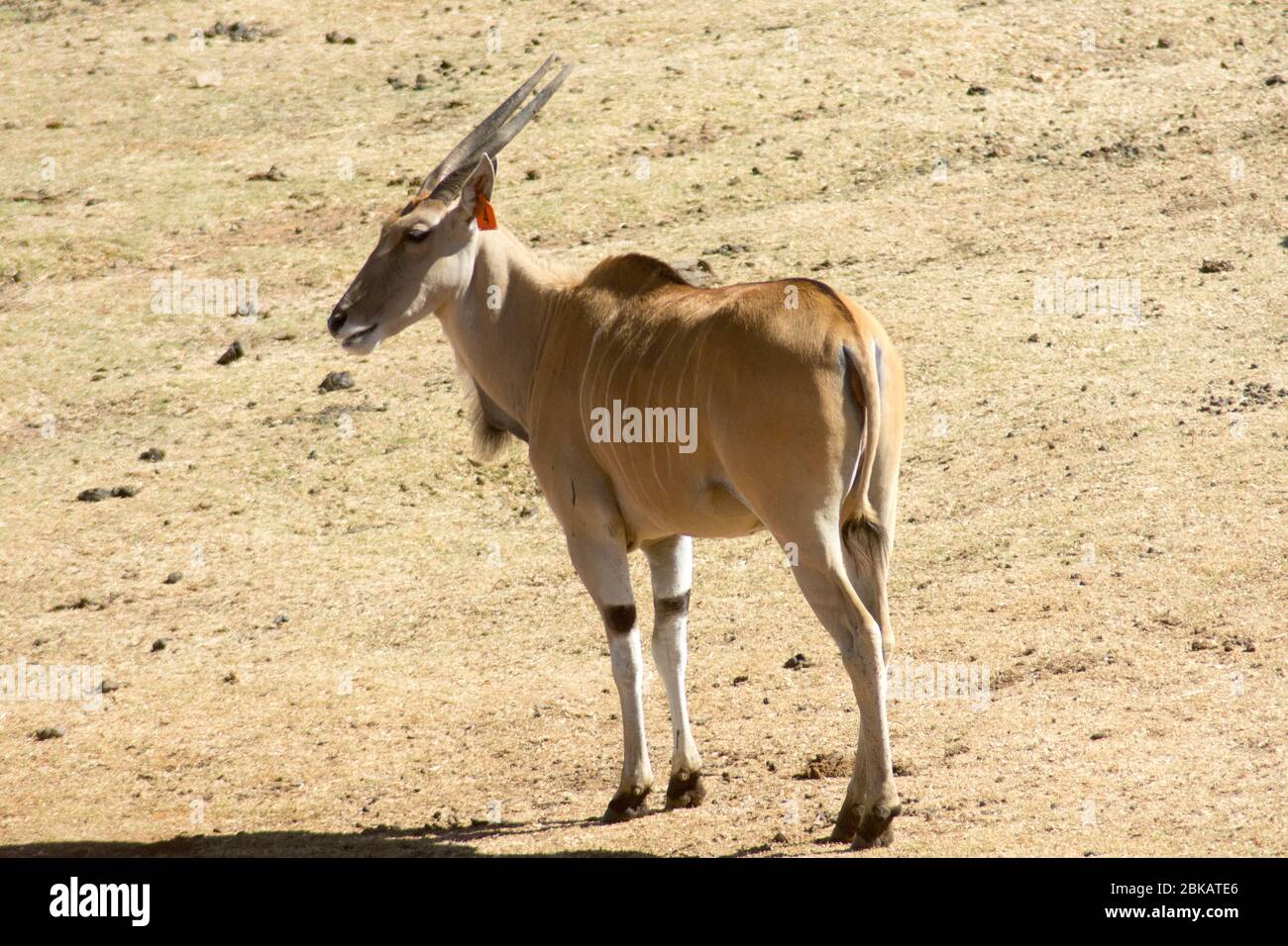 Eland commun sauvage (ou antilope) dans une réserve de gibier Banque D'Images