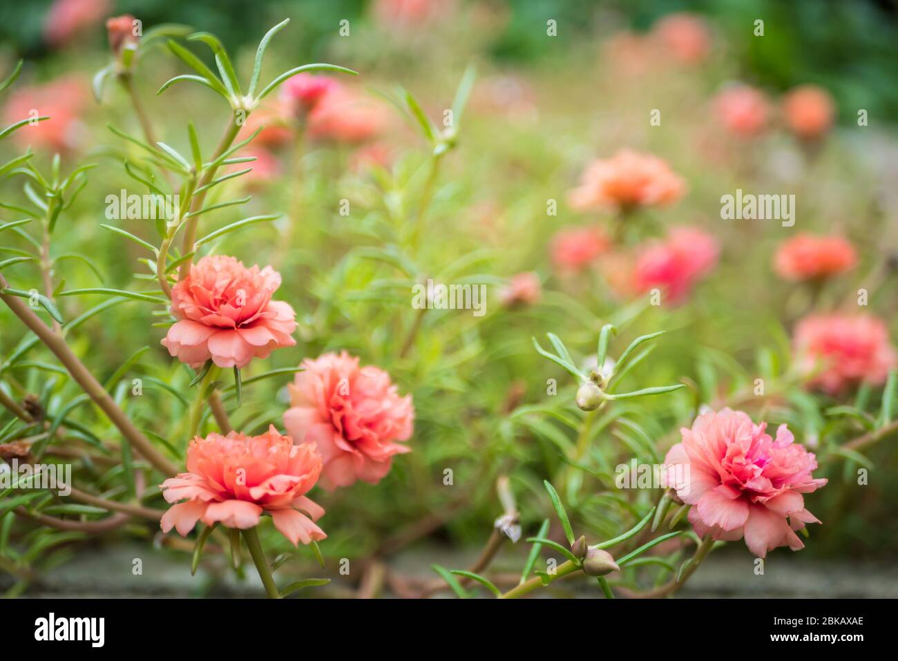 Vue rapprochée sur les roses japonaises dans le jardin. Banque D'Images
