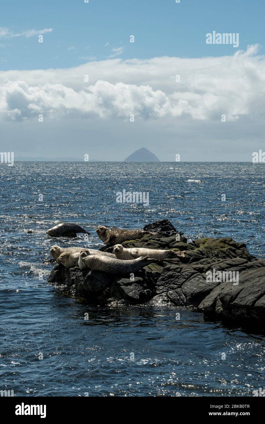 ailsa craig de kildonan avec faune, arran Banque D'Images