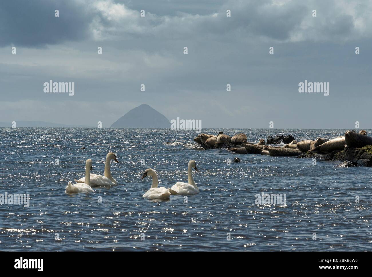 ailsa craig de kildonan avec faune, arran Banque D'Images